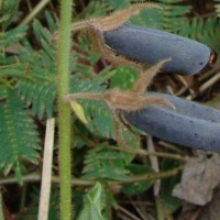 Crotalaria lejoloba Bartl.